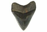 Serrated, Fossil Megalodon Tooth - South Carolina #121425-1